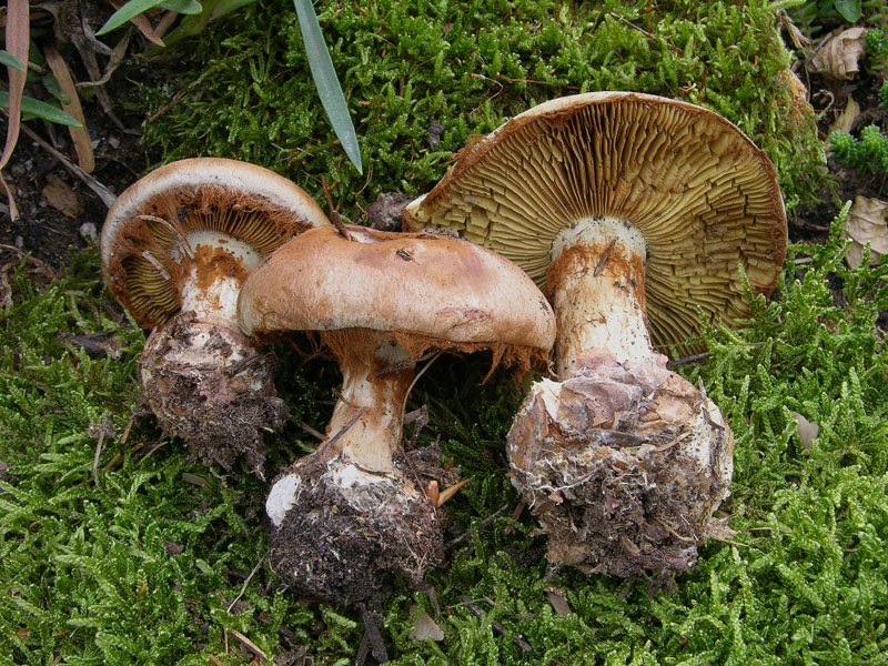 Quando Cortinarius odorifer non ha odore......